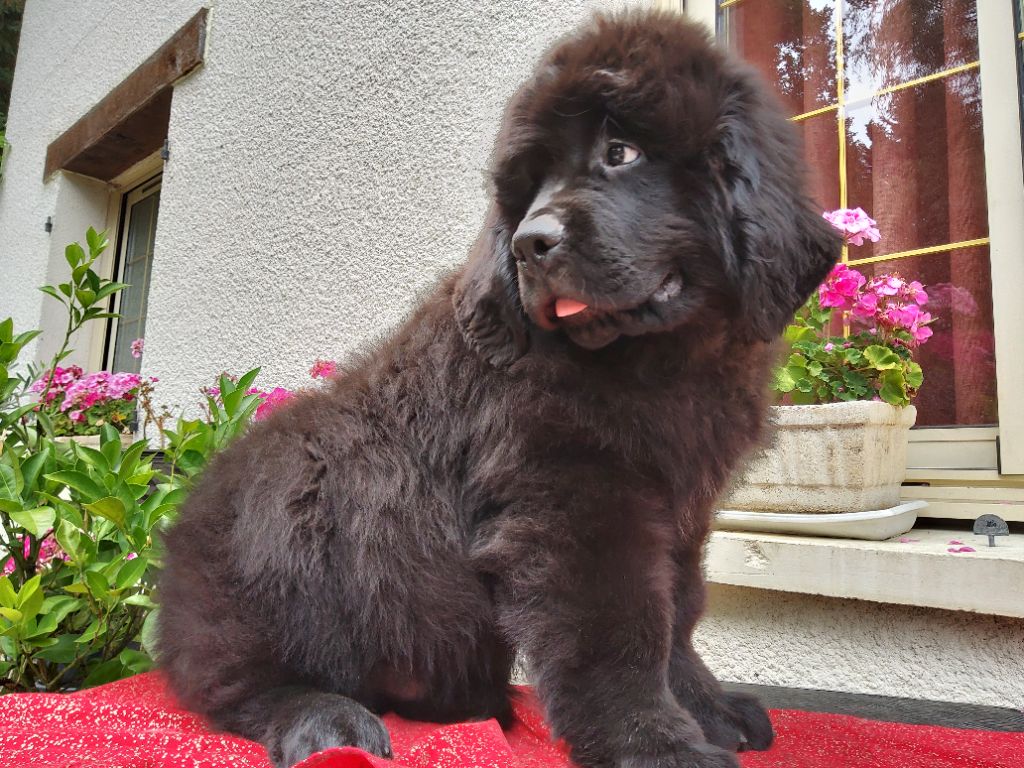 ARLEY disponible.....