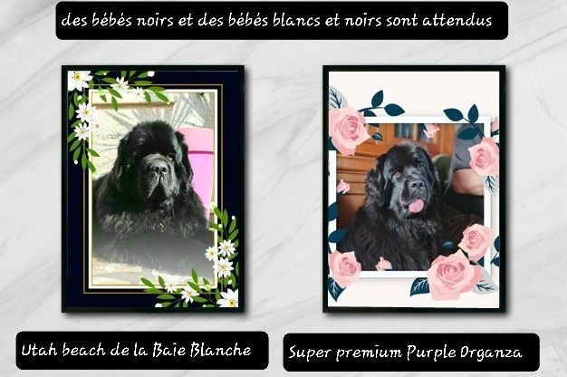 Des bébés en prévision ....