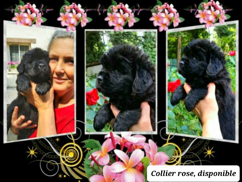 de la baie blanche - Chiots disponibles - Terre-neuve