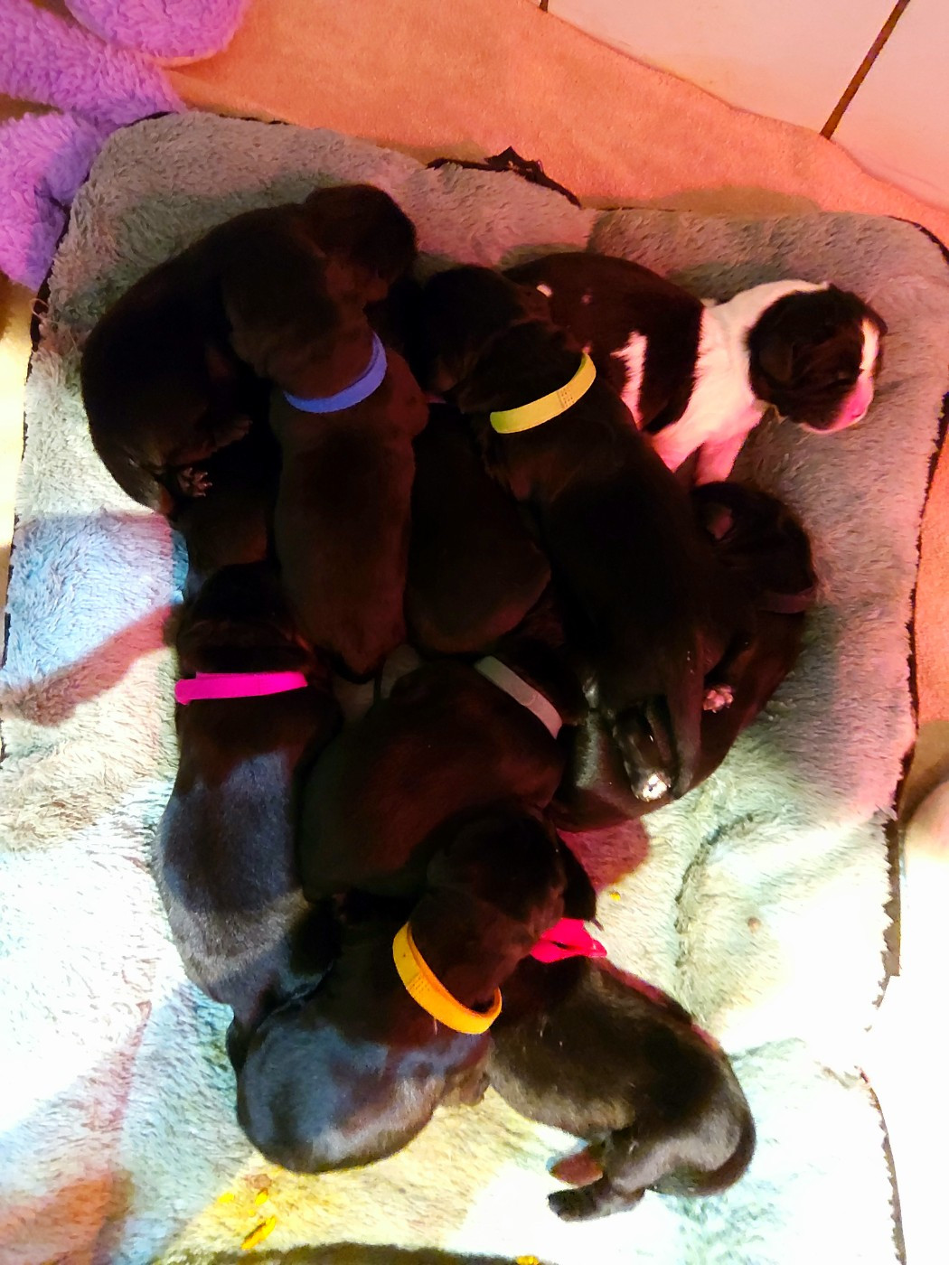 Chiot Terre-neuve de la baie blanche