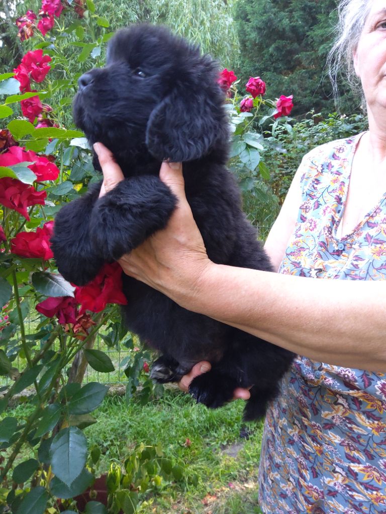 de la baie blanche - Chiots disponibles - Terre-neuve