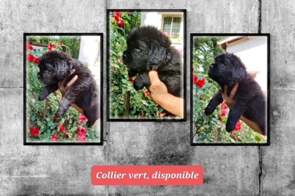 de la baie blanche - Chiots disponibles - Terre-neuve