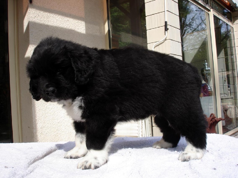 de la baie blanche - Terre-neuve - Portée née le 30/06/2009