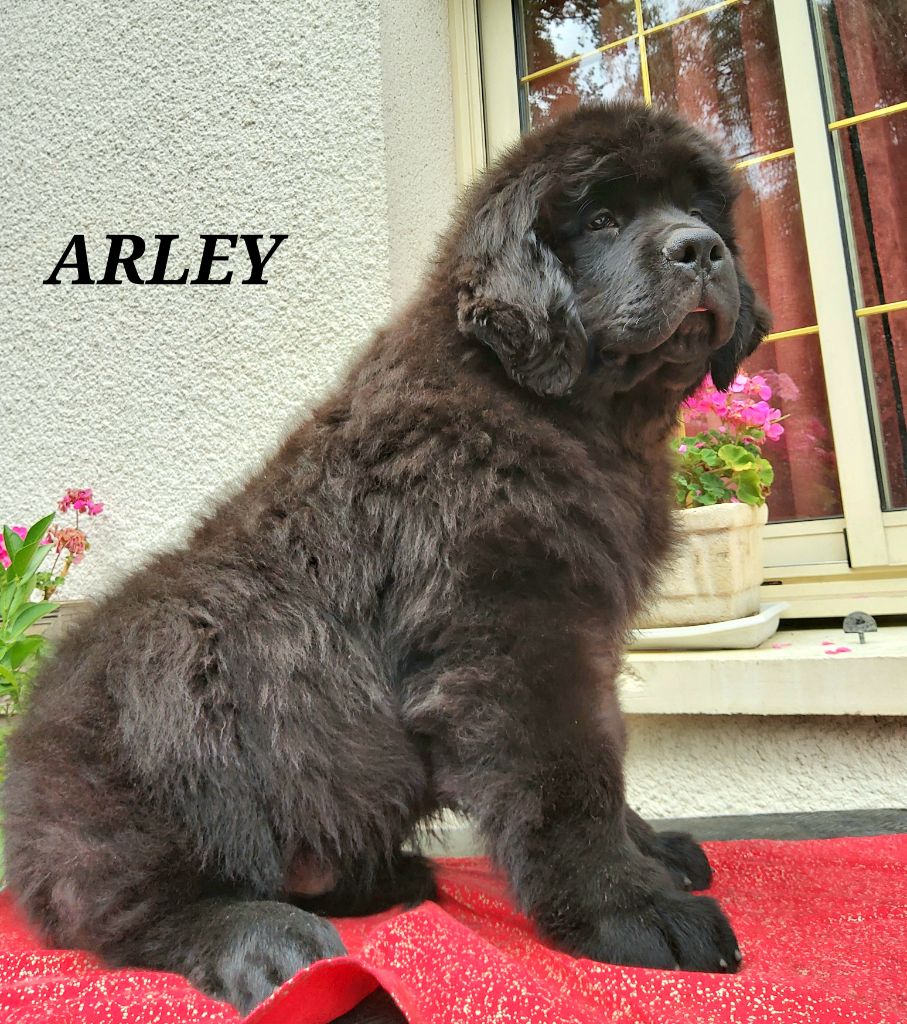 de la baie blanche - Chiots disponibles - Terre-neuve