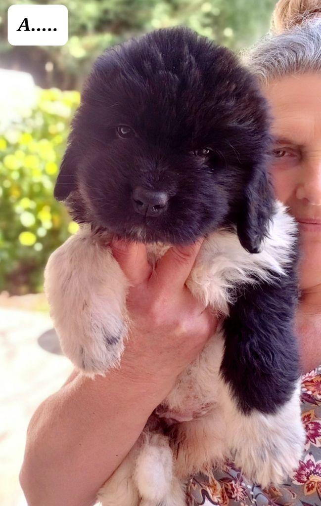 de la baie blanche - Chiots disponibles - Terre-neuve