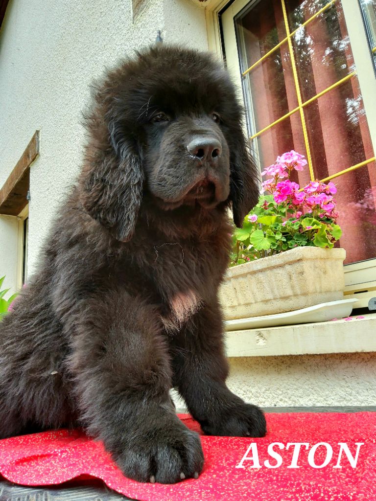 de la baie blanche - Chiots disponibles - Terre-neuve