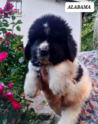 CHIOT