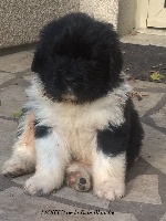 CHIOT