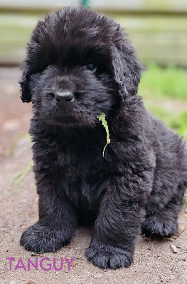CHIOT
