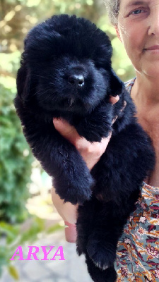 CHIOT