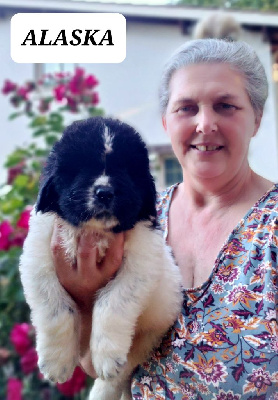 CHIOT